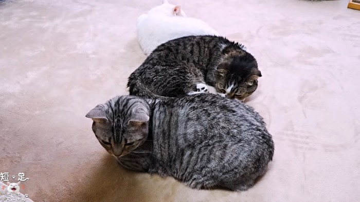 並んで寝る3匹の猫