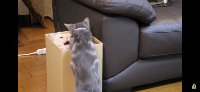 箱の中に頭を入れる猫