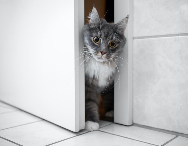 ドアの隙間から部屋に入る猫