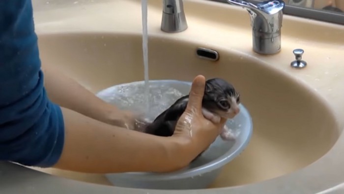 お湯の入った桶の中に入る猫