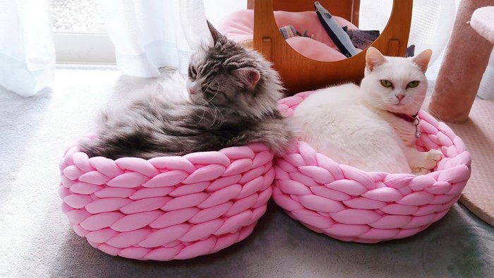 ベッドに入るグレーの猫と白猫