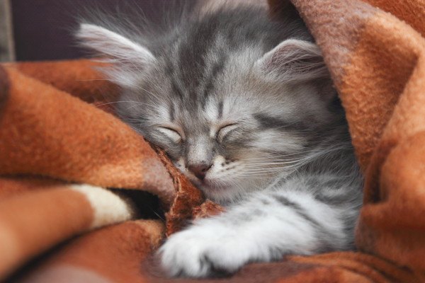 毛布の中で眠る子猫