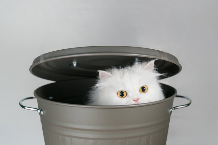 ゴミ箱の中に入って顔を出す猫