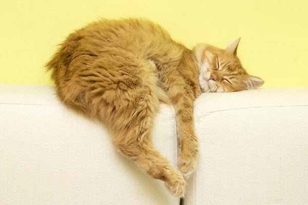 だらしなく白いソファで寝る猫