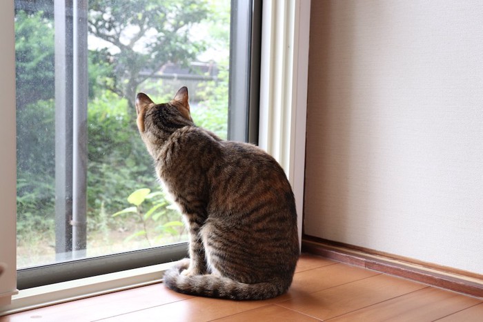窓から外を見る猫の後ろ姿