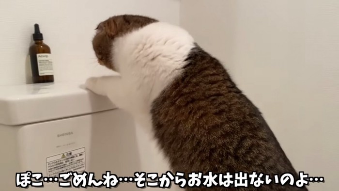 トイレのタンクに前足をかけて立つ猫