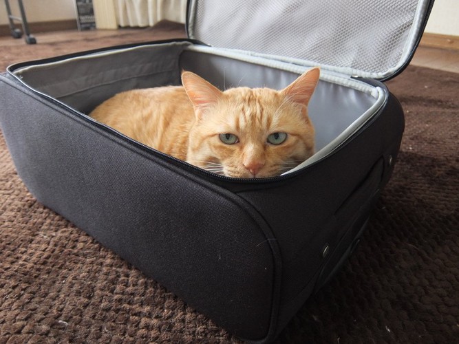 スーツケースで遊ぶ猫