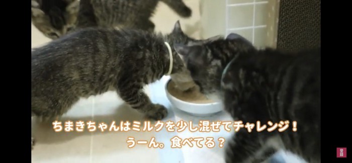 ミルク入り離乳食を食べる子猫
