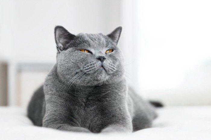 満足げな表情のグレーの猫