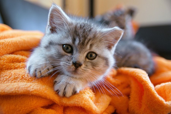 ふわふわのタオルの上の猫