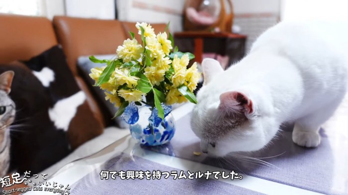 花びらのにおいを嗅ぐ猫