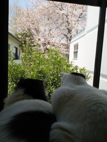 桜を観賞する猫達