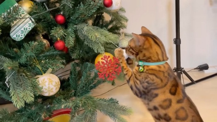 クリスマスツリーで遊ぶ猫