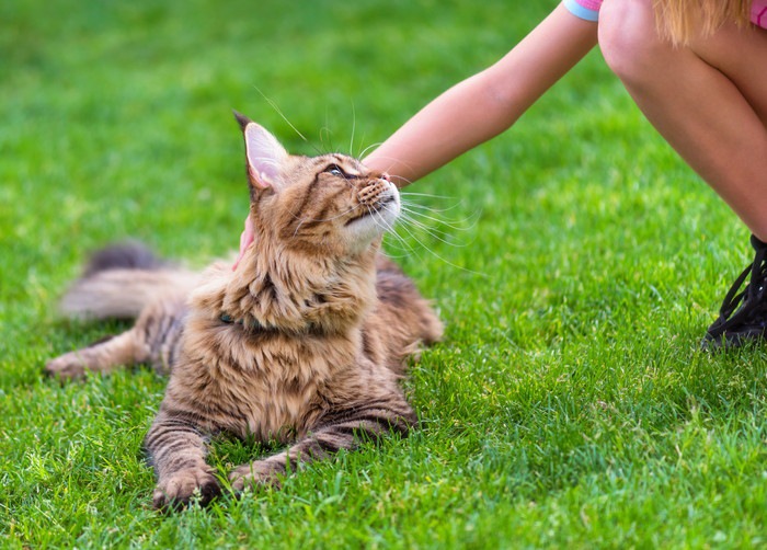 芝生に上で撫でられる猫
