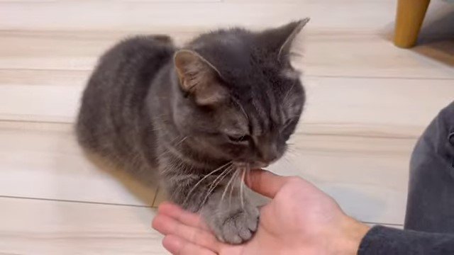 人の手に前足を乗せる猫