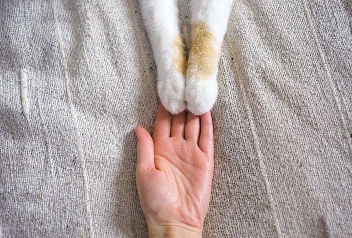 手を取り合う人と猫