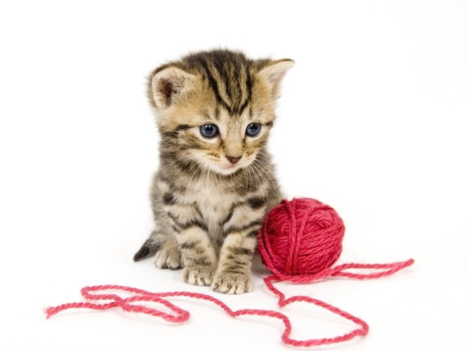 毛糸と猫