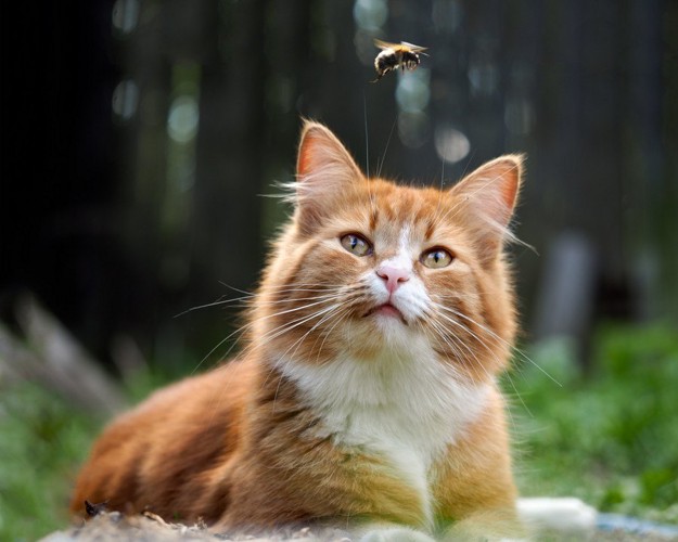 蜂を見ている猫