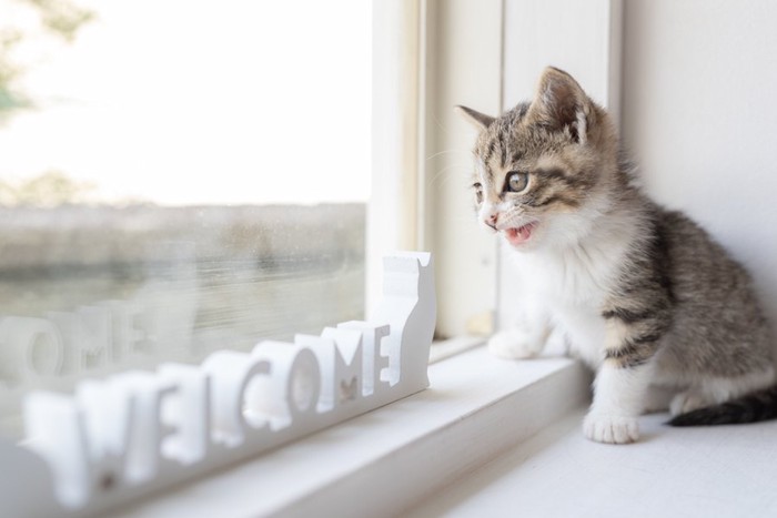窓から外を見る子猫とWELCOMEの文字