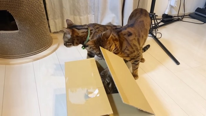 箱の中にいる猫と中をのぞく猫