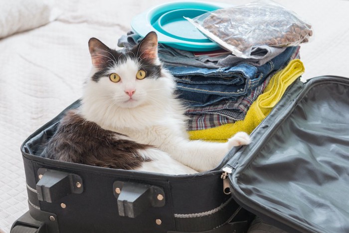 洋服が入ったスーツケースの中で寛ぐ猫