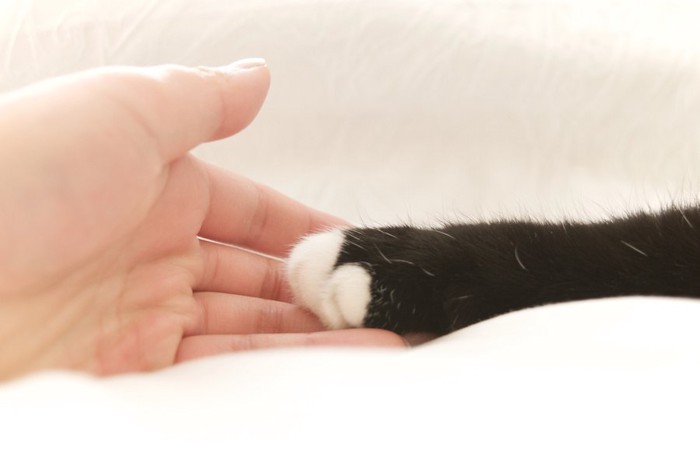 人の手の上に置かれた猫の手