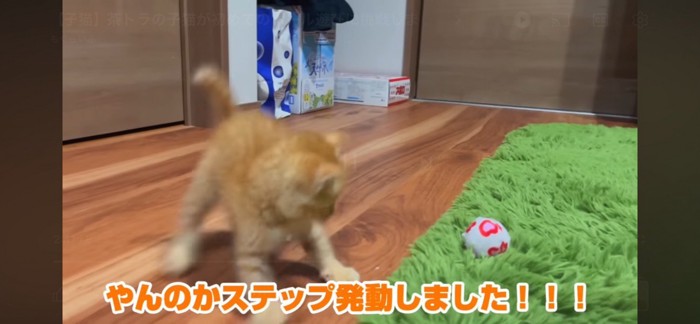 ボールに威嚇する子猫