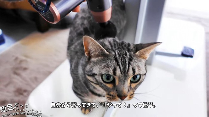 背中にマッサージ器を当てられる猫