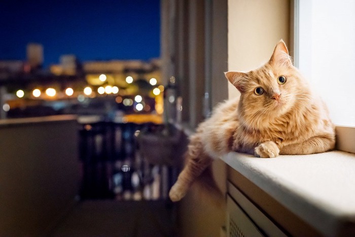 夜の窓辺にいる猫