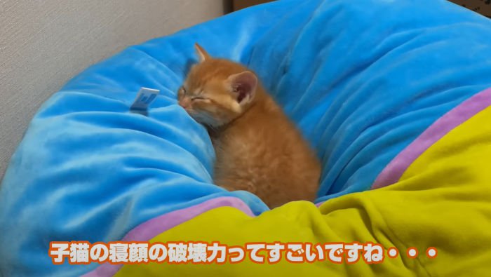 眠る茶トラの子猫