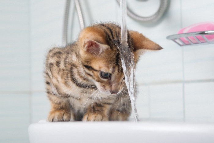 頭に水をかぶる猫