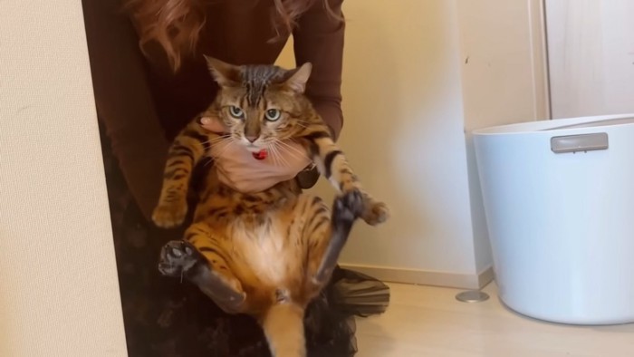 抱っこされる赤い鈴の猫