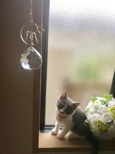 窓際のサンキャッチャーと猫