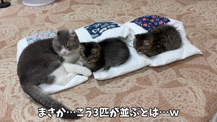 布団に乗る成猫と子猫