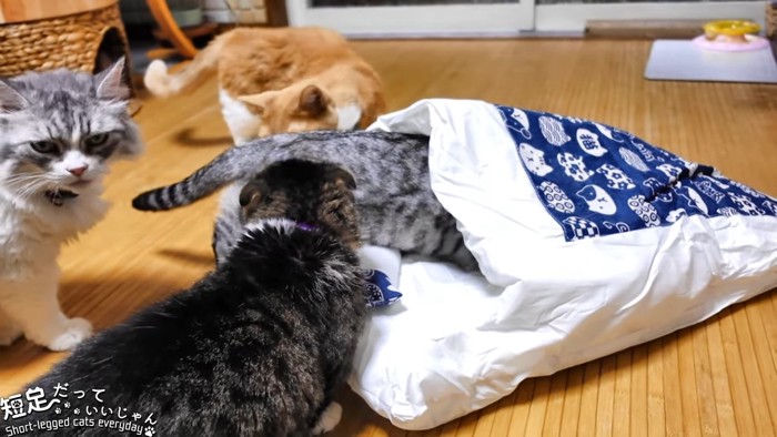 布団の中に入る猫とまわりに集まる猫たち