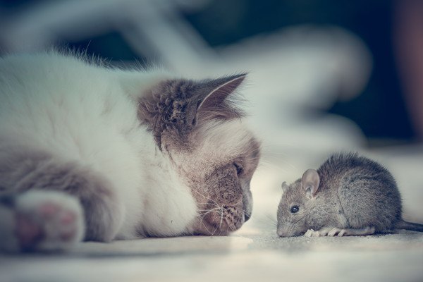 猫とネズミ