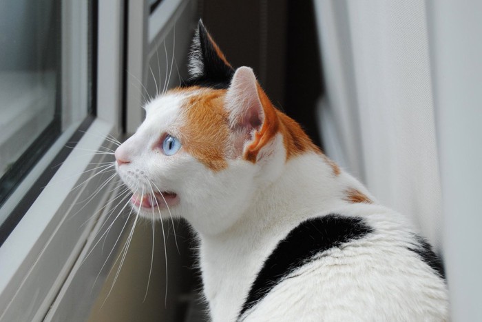 窓の外を見て鳴く猫