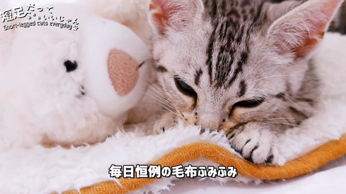 毛布を吸う子猫