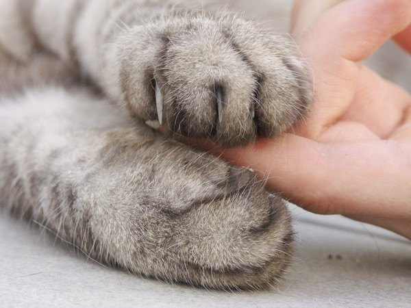 爪が出ている猫の手と人の指