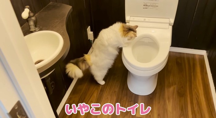 トイレを覗き込む猫