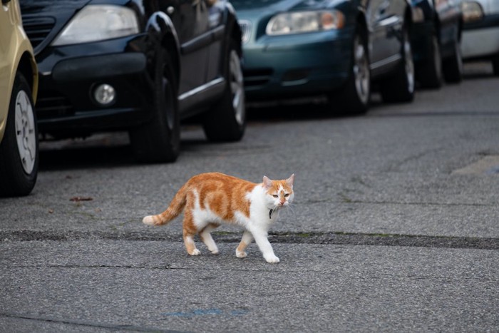 たくさんの車と道路を歩く猫