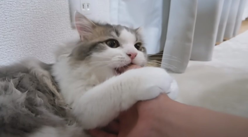 飼い主さんの手を甘噛みする猫
