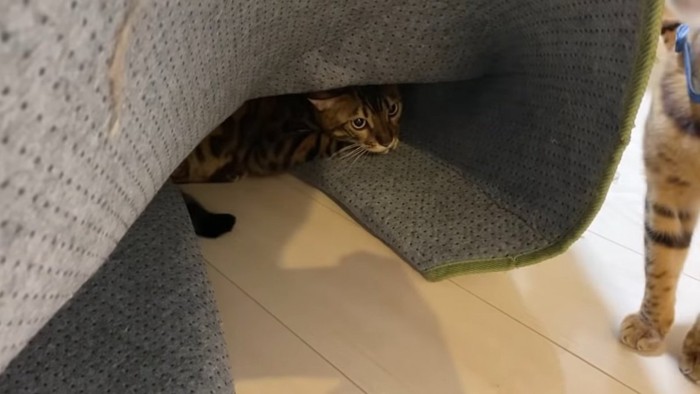 カーペットの下にいる猫