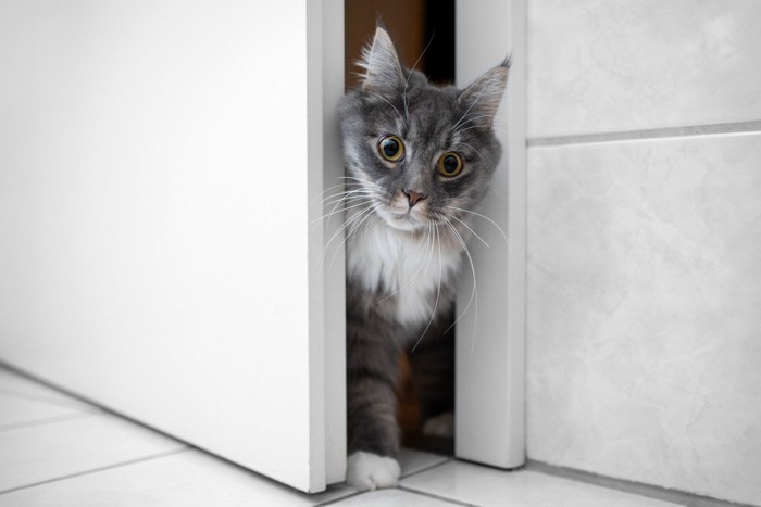 扉から覗いてくる猫
