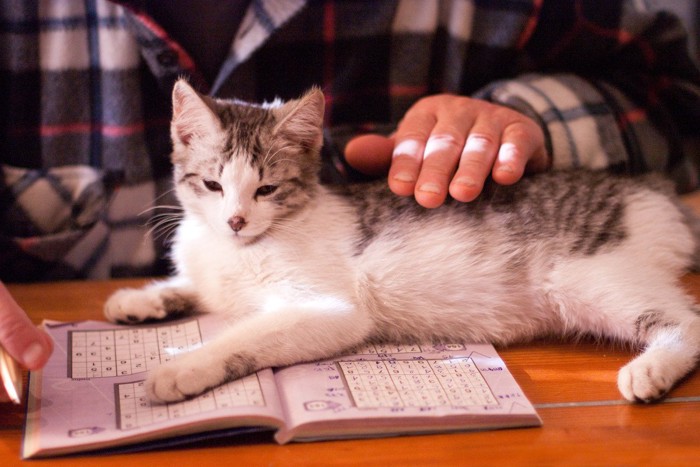 本の上に座る子猫