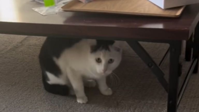 テーブル下に隠れている猫