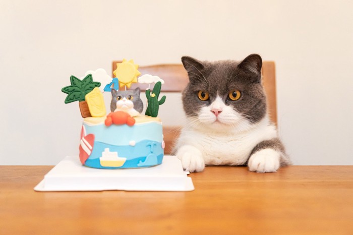 ケーキの前に座る猫