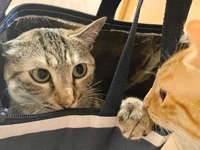 バッグに入る猫とそれを見守る猫