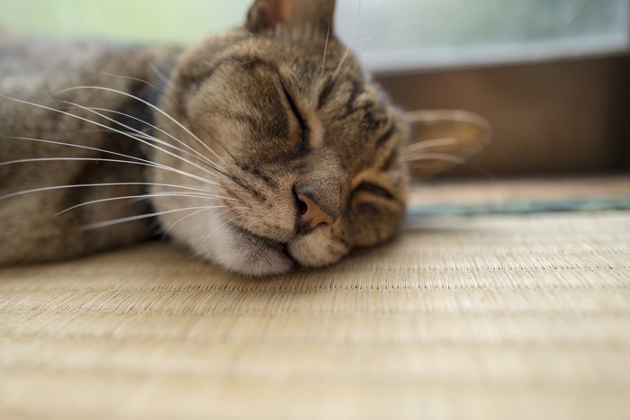 畳で寝る猫