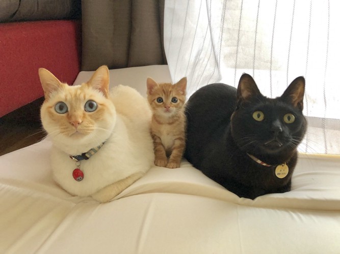 家族写真のように並んでおすまししている3匹の猫